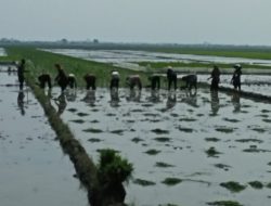 Mahalnya Pupuk dan Biaya Operasional, Petani di Cirebon Mengeluh