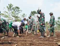 Kodim 0611/Garut Bersama Petani di Cibatu Tanam Bibit Jagung Secara Serentak