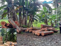 Lakukan Penebangan Hutan Di Lampung Timur ‘Kepergok’ Polisi