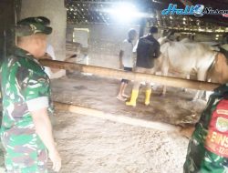 Mudahkan Identifikasi Ternak, Petugas Kesehatan Pasang Eartag Pada Telinga Sapi