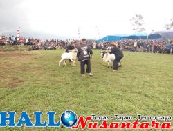 Dalam Rangka Menjaga Tradisi Dan Budaya Sunda, Apih Wawan Adakan Giat Kesenian Tarling Sunda Dan Ketanggkasan Domba