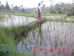 Petani Cianjur Menjerit Diduga Pupuk Subsidi Langka Sebabkan Biaya Pengolahan Selangit, Namun Harga Jual Seuprit