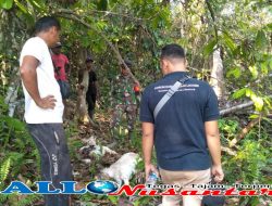 Tiga Ekor Kambing Milik Warga di Aceh Timur Dimangsa Harimau