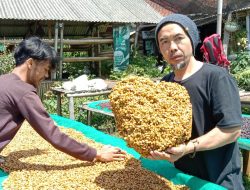 Langka Akibat Musim Penghujan, Sebabkan Harga Bahan Baku Cherry Kopi Di Garut Melonjak