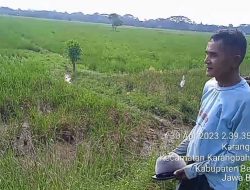 Diduga Hama Padi “Merah” Bikin Petani Di Bekasi Terancam Gagal Panen, Rudiansah: Pemkab Secepatnya Turunkan PLL Dong!