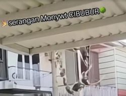 Gerombolan Monyet Serbu Perumahan Mewah di Cibubur karena Kelaparan