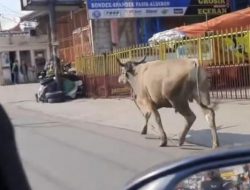 Sapi Lari ke Jalanan di Tangsel, Nyaris Seruduk Pemotor