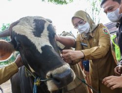 Antisipasi Penyakit Antraks, Pemkab Purwakarta Vaksinasi Ribuan Hewan Ternak