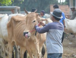 Cegah Antraks Meluas, Pemkab Purwakarta Tutup Empat Pasar Hewan Ternak