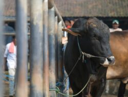 Jamin Ketersediaan Daging Sehat Untuk Lebaran, Pemkab Purwakarta Vaksinasi Ribuan Hewan Ternak