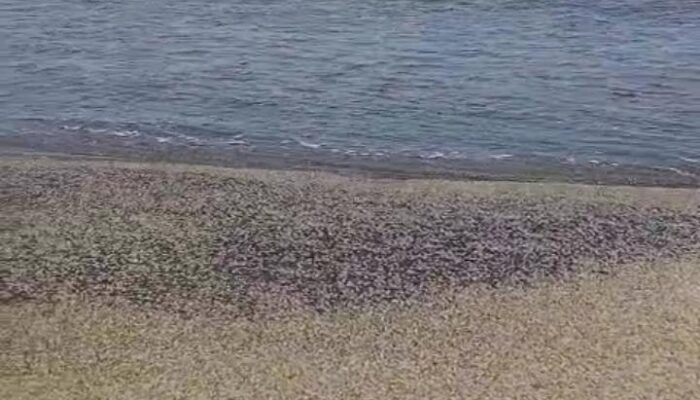 Fenomena Migrasi Jutaan Kepiting di Pantai Cidamar Cianjur Viral, DPKHP Soroti Kemungkinan Faktor Lingkungan