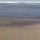 Fenomena Migrasi Jutaan Kepiting di Pantai Cidamar Cianjur Viral, DPKHP Soroti Kemungkinan Faktor Lingkungan