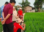 Cianjur Siaga Kekeringan, Publik Pertanyakan Efektivitas Mitigasi: 500 Pompa Air Cukup Lindungi Ribuan Hektare Sawah?