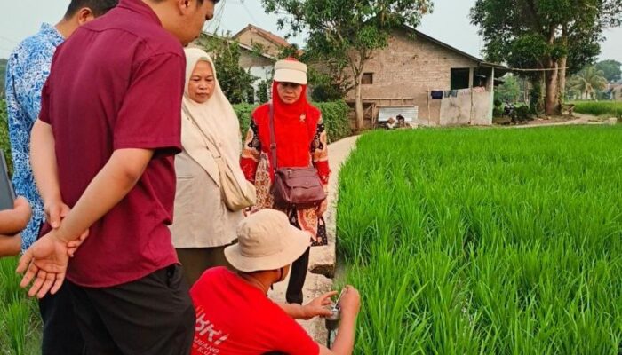 Cianjur Siaga Kekeringan, Publik Pertanyakan Efektivitas Mitigasi: 500 Pompa Air Cukup Lindungi Ribuan Hektare Sawah?
