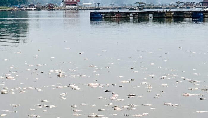 Viral di Medsos, Banyak Ikan Mati di Jangari Diduga Dipicu Upwelling Saat Cuaca Ekstrem, DPKHP Cianjur Minta Pembudidaya Tingkatkan Kewaspadaan