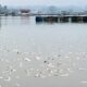 Viral di Medsos, Banyak Ikan Mati di Jangari Diduga Dipicu Upwelling Saat Cuaca Ekstrem, DPKHP Cianjur Minta Pembudidaya Tingkatkan Kewaspadaan