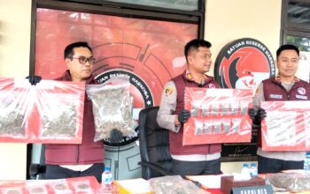 Polres Cianjur Sita 14,8 Kilogram Ganja, Dua Tersangka Ditangkap dan Dua Lainnya Masih Diburu