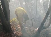 Kebakaran di Sekitar Kawah Wadon TNGGP Belum Sepenuhnya Terkendali, Dua Titik Asap Ditemukan