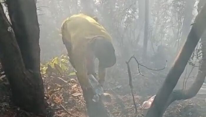 Kebakaran di Sekitar Kawah Wadon TNGGP Belum Sepenuhnya Terkendali, Dua Titik Asap Ditemukan