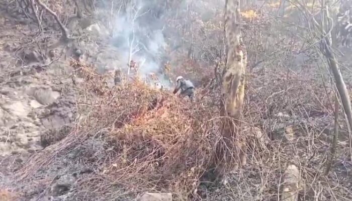 Asap Masih Muncul di Kawah Wadon, Tim Temukan Bara Tersembunyi di Akar Cantigi