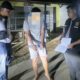 Polsek Cibarusah Tangkap Pelaku Curas Sepeda Motor, Diduga Terkait 12 Kasus Serupa