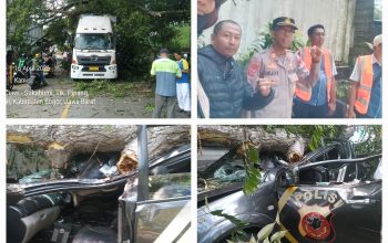 Pohon Tumbang di Jalur Ciawi–Sukabumi Timpa Truk Wing Box dan Mobil Dinas Polisi, Satu Anggota Luka Serius
