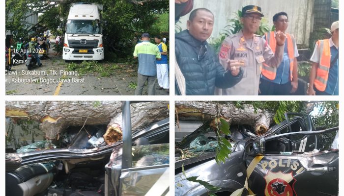 Pohon Tumbang di Jalur Ciawi–Sukabumi Timpa Truk Wing Box dan Mobil Dinas Polisi, Satu Anggota Luka Serius