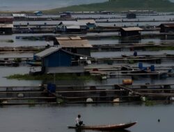 Sektor Perikanan Air Tawar Purwakarta Capai Ratusan Milyar Per Bulan