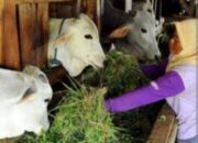 Guna Meningkatkan Populasi Dan Produksi Ternak, Diskanak Sumedang Akan Bangun Kawasan Peternakan