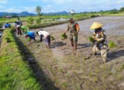 Pendampingan Babinsa: Upaya Meningkatkan Produktivitas Pertanian di Ponggok