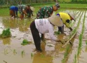 Swadaya Tani: Kolaborasi Babinsa dan Poktan Maju Tani Dorong Ketahanan Pangan di Blitar