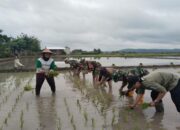Tingkatkan Ketahanan Pangan, Koramil Sutojayan Bersama Petani Lakukan Tanam Padi Serentak di Blitar