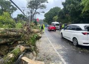 Cuaca Ekstrem Picu Pohon Tumbang di Jalur Nasional Ciloto–Puncak, Polisi Pastikan Lalu Lintas Kembali Normal