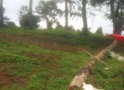 Penghijauan PDIP Cianjur Jadi Alarm Kerusakan Lingkungan, Dugaan Alih Fungsi Hutan Puncak Simun Disorot