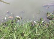 Ratusan Ikan Mati Mendadak di Rawa Binong, Diduga Tercemar Limbah Industri