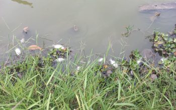 Ratusan Ikan Mati Mendadak di Rawa Binong, Diduga Tercemar Limbah Industri