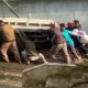 Truk Semen Mundur di Tanjakan Pacet, Pendaki Asal Tangerang Tewas Terlindas