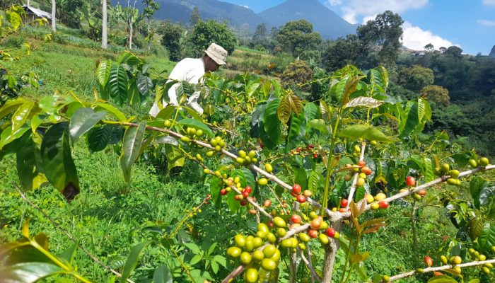 Eks Lahan HGU di Cianjur Disulap Jadi Kebun Kopi Arabika Produktif, Hasilnya Tembus Pasar Jakarta