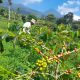 Eks Lahan HGU di Cianjur Disulap Jadi Kebun Kopi Arabika Produktif, Hasilnya Tembus Pasar Jakarta