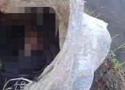Tragedi di Sawah Cilaku: Bayi Baru Lahir Dibuang Dalam Karung, Tali Pusar Masih Menempel