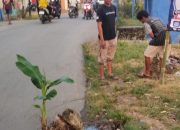 Pemuda Sukamulya Tanam Pisang di Jalan Sukatani Tambelang Desa Sukamulya 