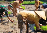 Petani Cianjur Dihadapkan Ancaman Cuaca Tak Menentu, Pemerintah Perkuat Mitigasi Banjir dan Longsor
